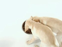 Puppies Eating Stock Footage