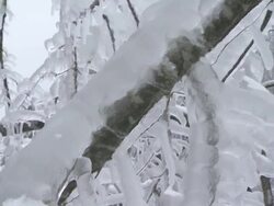 Holding A Twig Covered In Ice Stock Footage