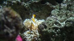 Clown Fish In Aquarium Stock Footage