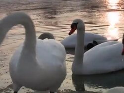 Graceful swans in winter time Stock Footage