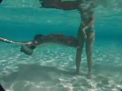 CU, Cayman Islands, Grand Cayman, Stingray City, Tourists playing with stingrays in sea, low section Stock Footage