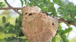 Wasp Hive Stock Footage