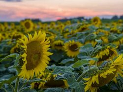 MS DS Sunflower Stock Footage