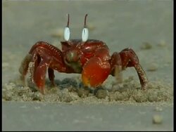 Shore crab (Ocypode sp.) feeding whilst walking sideways on sandy beach, South India Stock Footage
