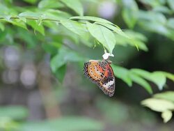 Butterfly hanging on white flower. Stock Footage