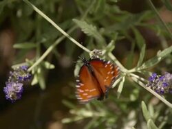 CU SLO MO Shot of Zebra Longwing feeding on purple flower / Santa Barbara, California, United States Stock Footage
