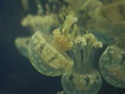 CU, R/F, Canada, British Columbia, Vancouver, Aquarium, Jellyfishes in water Stock Footage
