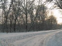 HD DOLLY: Forest Road In Snow Stock Footage