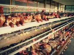 Chicken Farm Stock Footage