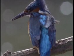 CU Kingfisher perched on branch away from camera, wind ruffling feathers, England Stock Footage