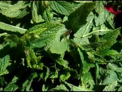 Fresh Organic Mint Stock Footage