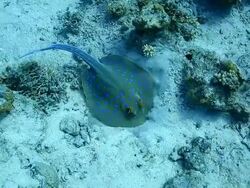 Stingray Stock Footage