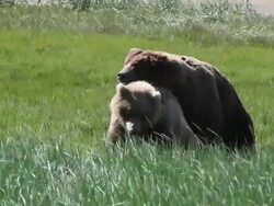 MS Shot of dominant male brown bear copulating with female in estrus and male panting / Alaska, United States Stock Footage
