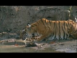 MCU Bengal tiger crouching to drink at waterhole, India Stock Footage