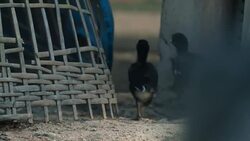 little chicken activity, running Stock Footage