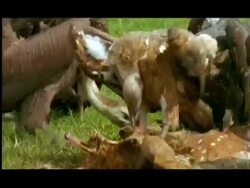 Vultures feeding on Chital (Axis axis) doe carcass, close up, Nagarahole, Southern India Stock Footage