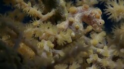 Yellow Hippocampus Bargibanti Seahorse, Gorgonian Coral, undersea (4K) Stock Footage