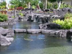 Hawaii resort clubhouse landscaping pond Stock Footage