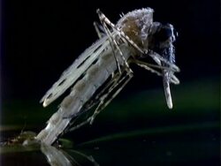 Anopheles Mosquito, CU Time lapse emergence from water, lifts head Stock Footage