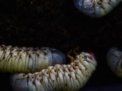 beetle worm Stock Footage