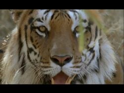 BCU Tilt down, Bengal tiger sitting in grass panting, to camera, Bannerghata NP, India Stock Footage