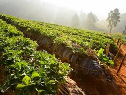 Strawberry Field Stock Footage