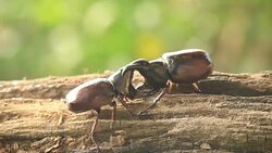 Rhino beetle,Fighting in nature Stock Footage