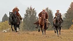 SLO MO DS Three ranchers riding galloping horses across meadow Stock Footage