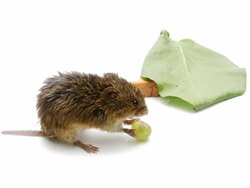 Cute Mouse Stock Footage