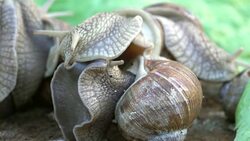 Video of snails love in 4K Stock Footage
