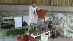 Grasses could be used to make clean, green biofuel News Clip