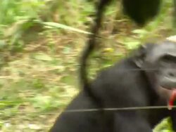 Bonobo Chimps in Sanctuary News Clip