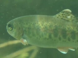 Fish Underwater Stock Footage