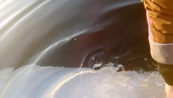 Beluga whale off Norway so tame people can pet it Instructional Video