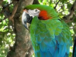 Parrot Macaw Stock Footage