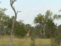 MS Shot of giraffe herd with two young giraffes standing and observing / Okavango Delta, North-West District, Botswana Stock Footage