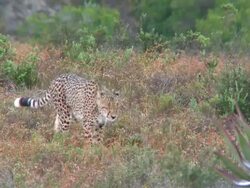 TS Cheetah walking / South Africa Stock Footage