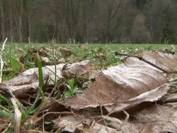 HD: Dry leaves Stock Footage