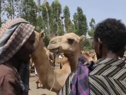 Ethiopin men dealing at camel market Stock Footage