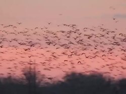 WS PAN View of sunrise Flocks of Sandhill Cranes Grus canadensis flying in sky / Kearney, Nebraska, United States Stock Footage