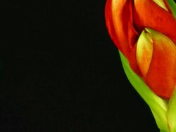 Amaryllis ferrari Blooming Stock Footage