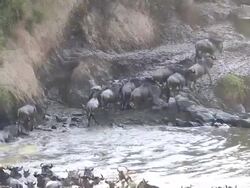 incredible fighting for survival - Great Wildebeest Migration in Kenya Stock Footage