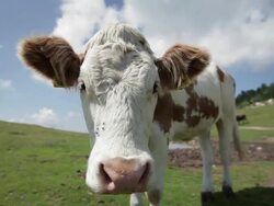Wideangle distorted Cow Muzzle Stock Footage
