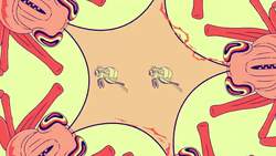 TED-ED: Why do animals form swarms? - Maria R. D'Orsogna Instructional Video