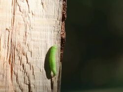 Caterpillar on wood Stock Footage