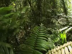 Jungle Stock Footage
