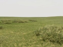 A landscape of cows grazing in a lush, grassy meadow. Stock Footage