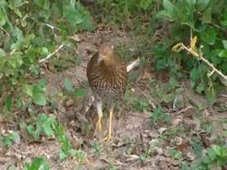 MS Jungle Fowl, hen, walking to camera, foraging for insects Stock Footage