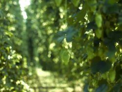Ripe Hop Flowers In A Hop Yard Rack Focus Stock Footage