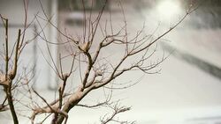 tree and heavy snow Stock Footage